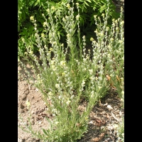 Fibigia clypeata (fam Cruciferes) (Europe meridionale, Asie occidentale) (1)